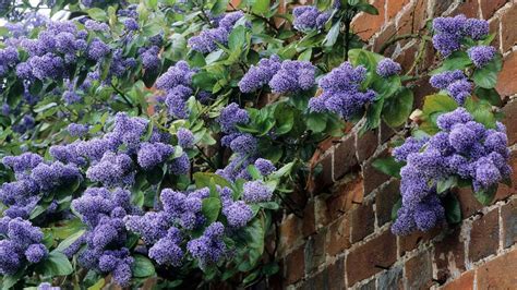 shrubs to hide indoors